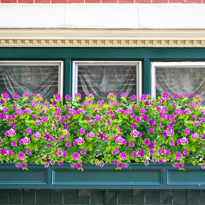 2+3 FREE | BloomAura - Natural floral splendor without maintenance
