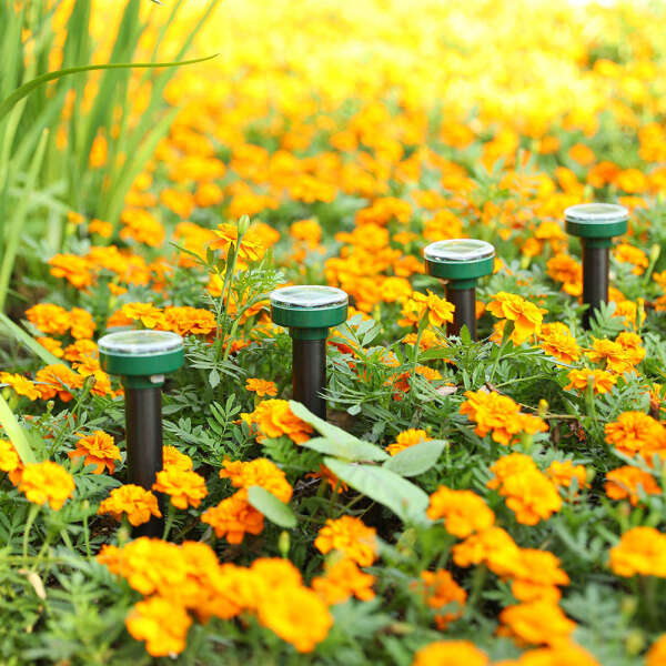 Buy 1+1 FREE | EcoRay - Put an end to pests with the power of the sun