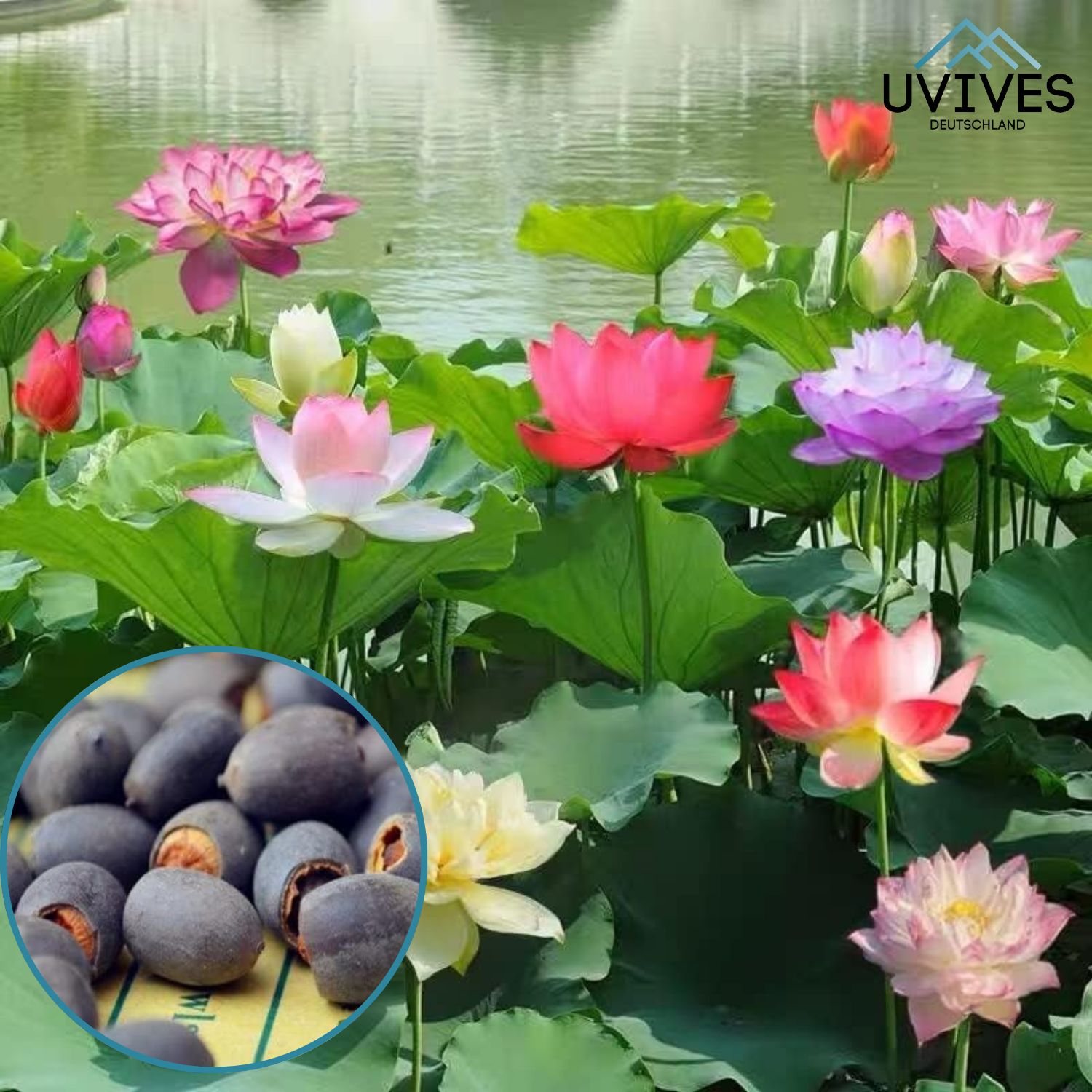 5+5 FREE | LotusBloom™ - Magical floral splendor for your pond