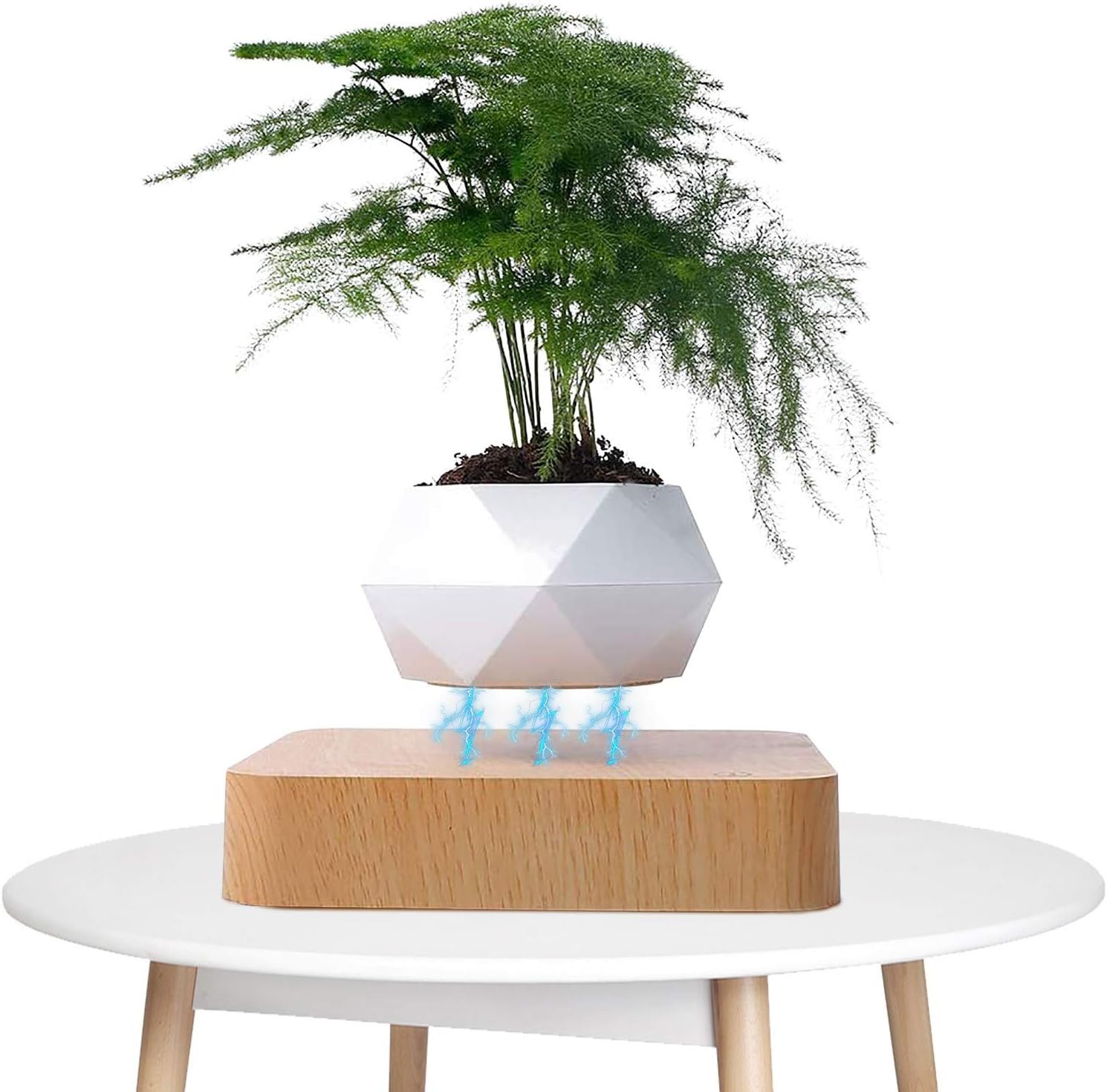 Plantlev - The floating plant that catches everyone's attention!