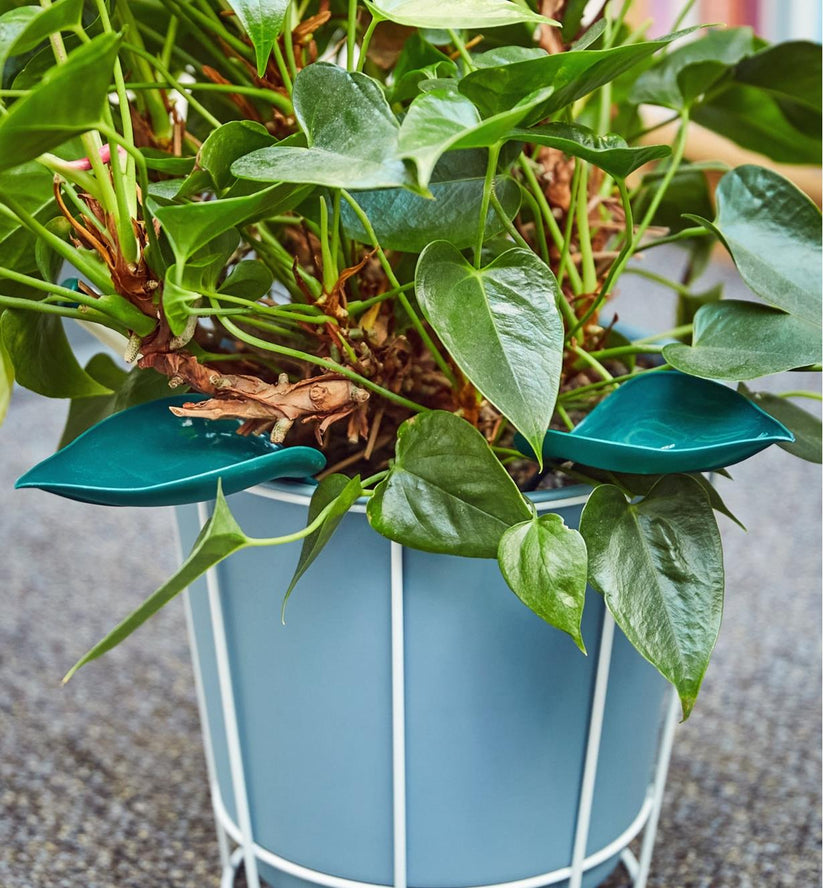 3+3 FREE | Leafy - Leaf Design Watering Funnel [Last Day Sale]