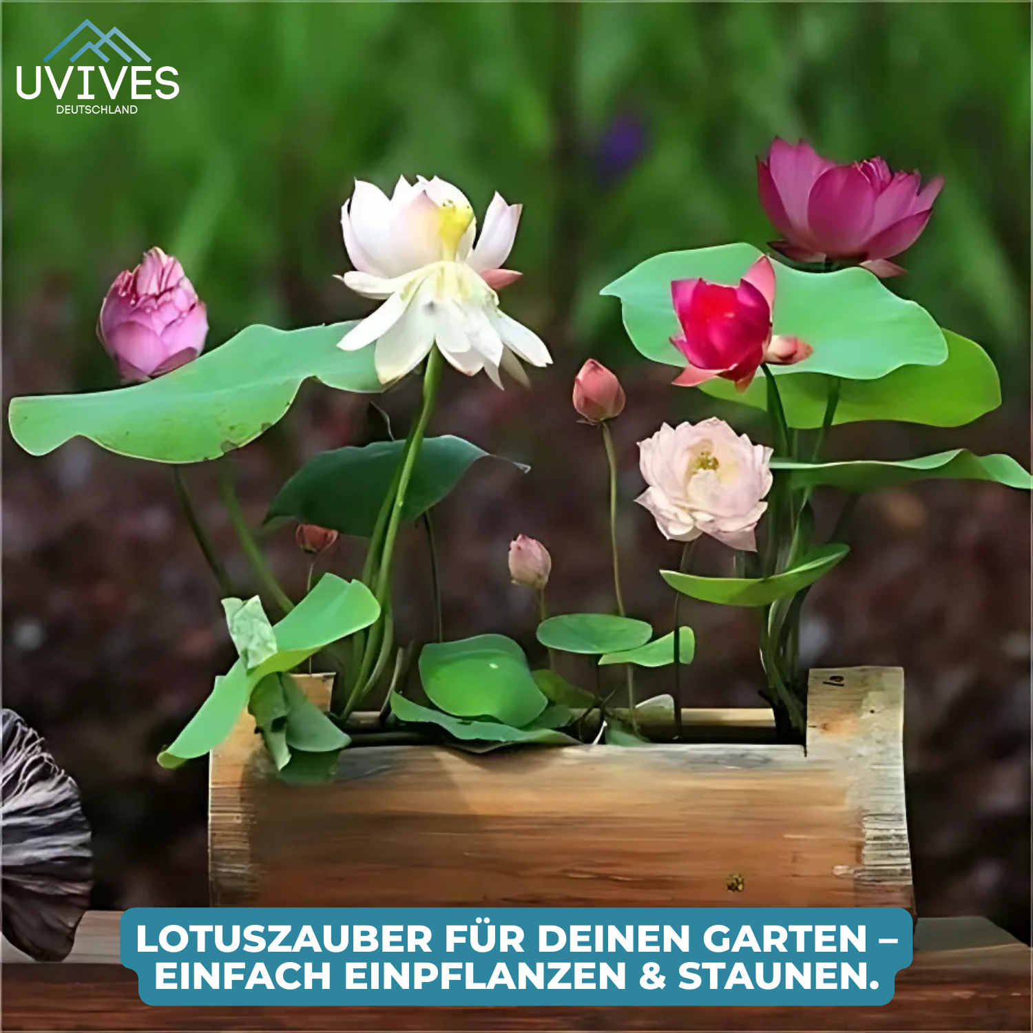 5+5 FREE | LotusBloom™ - Magical floral splendor for your pond