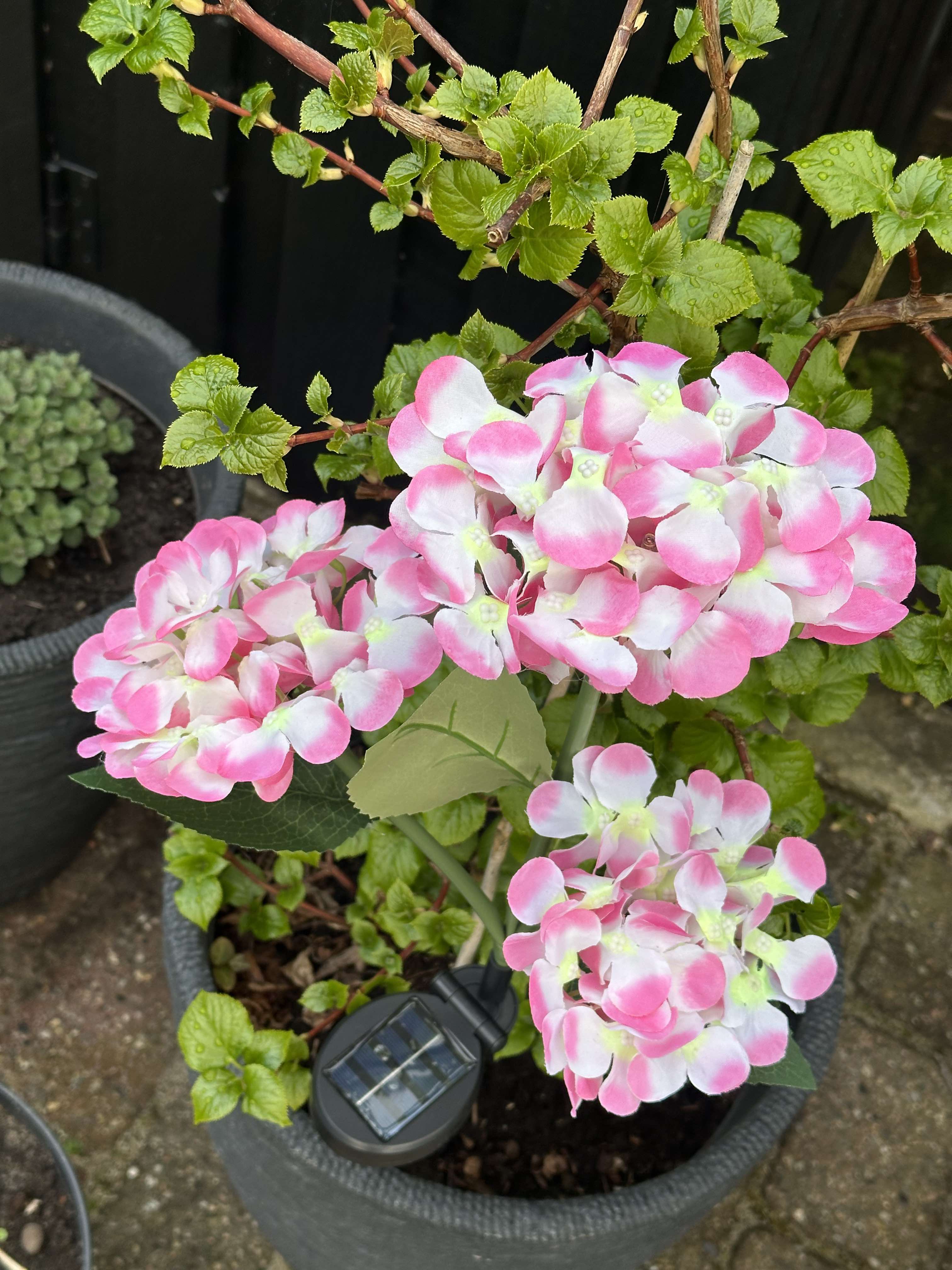 GlowFlora - Magical lighting accents for your garden