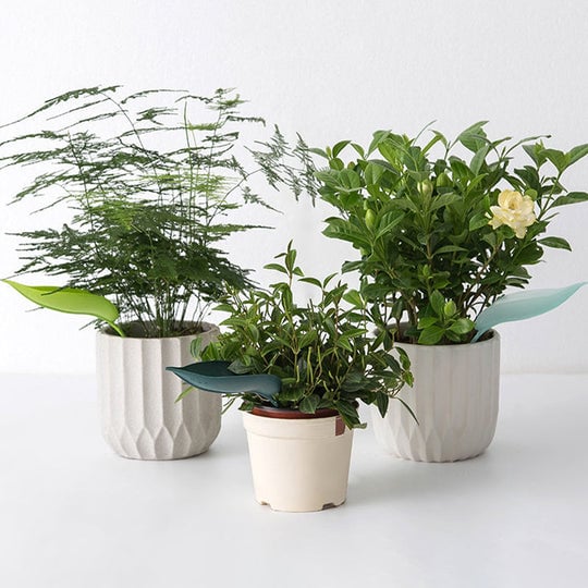 3+3 FREE | Leafy - Leaf Design Watering Funnel [Last Day Sale]