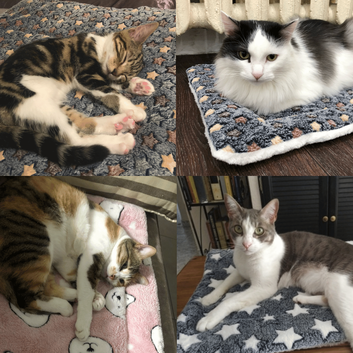 Buy One Get One Free | SoftWhiskers - Calming Cat Blanket [Last Day Sale]