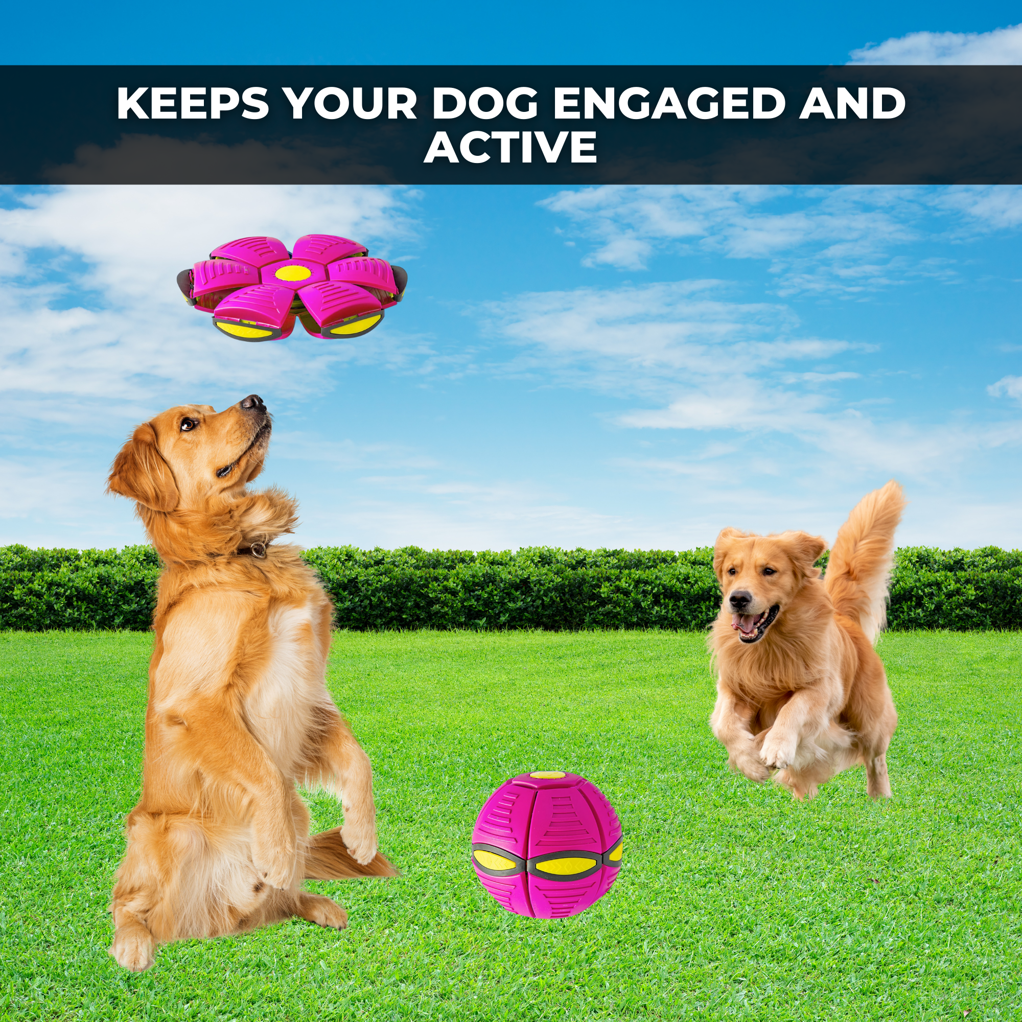DogZoomer - Interactive Flying Dog Toy [Last Day Sale]