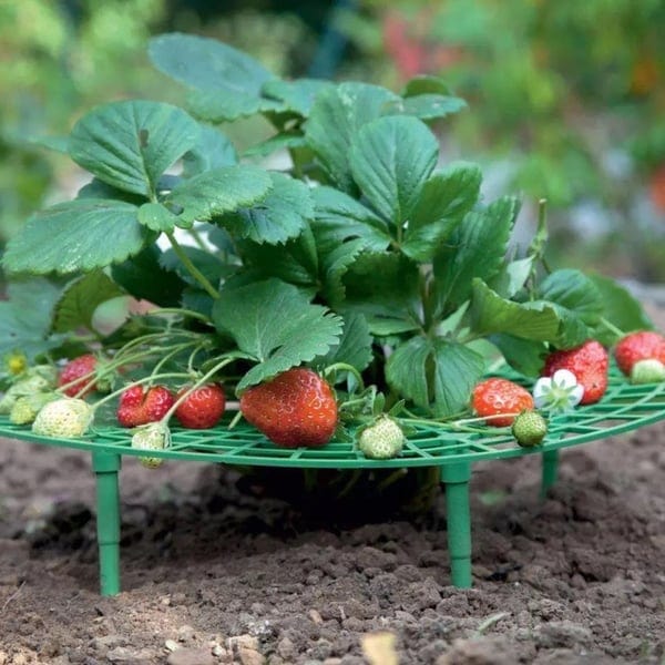 2+1 FREE | GrowBerry - Strawberry Growing Tray