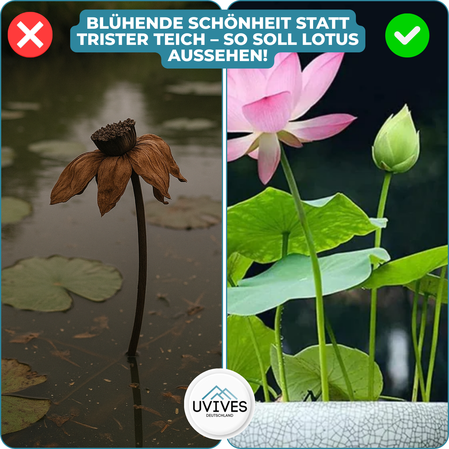 5+5 FREE | LotusBloom™ - Magical floral splendor for your pond
