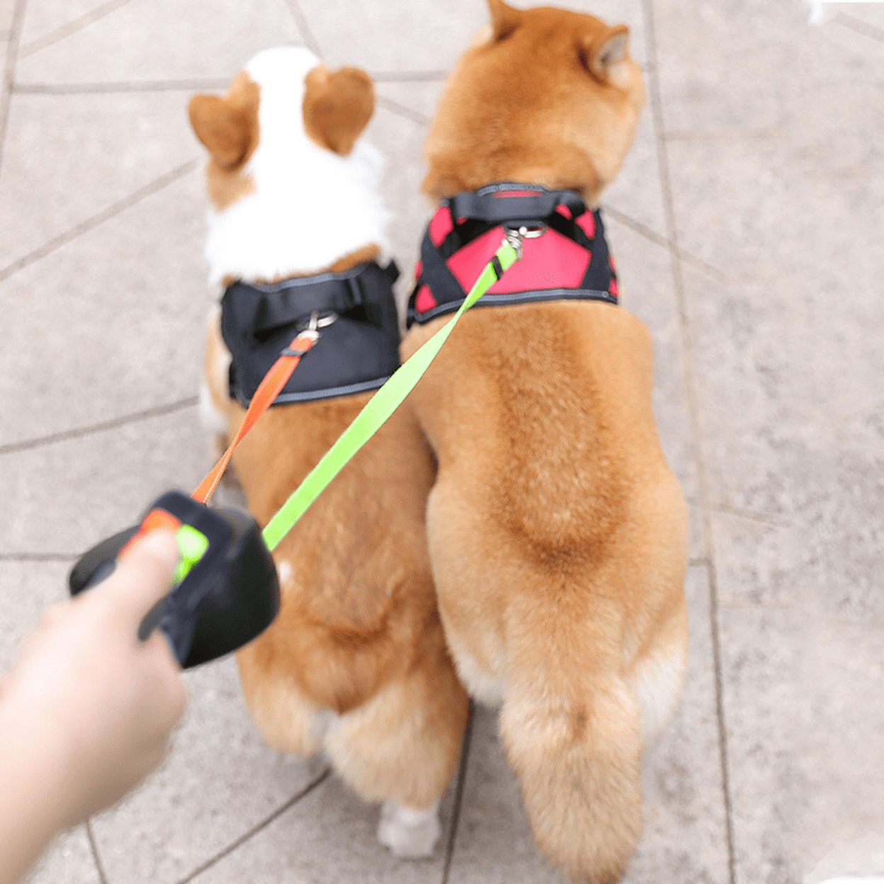 50% OFF | LumiPup - Double Wrap Dog Leash with Flashlight [Last Day Sale]
