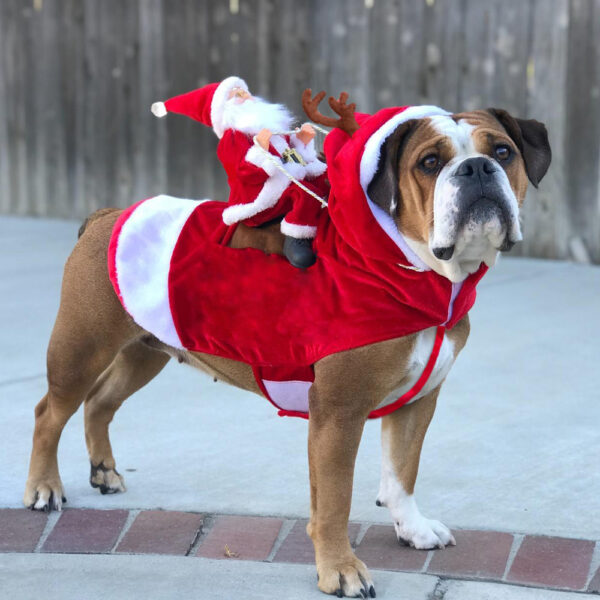 50% OFF | HollyPaws - Cozy, Adjustable Christmas Outfit for Dogs [Last Day Sale]