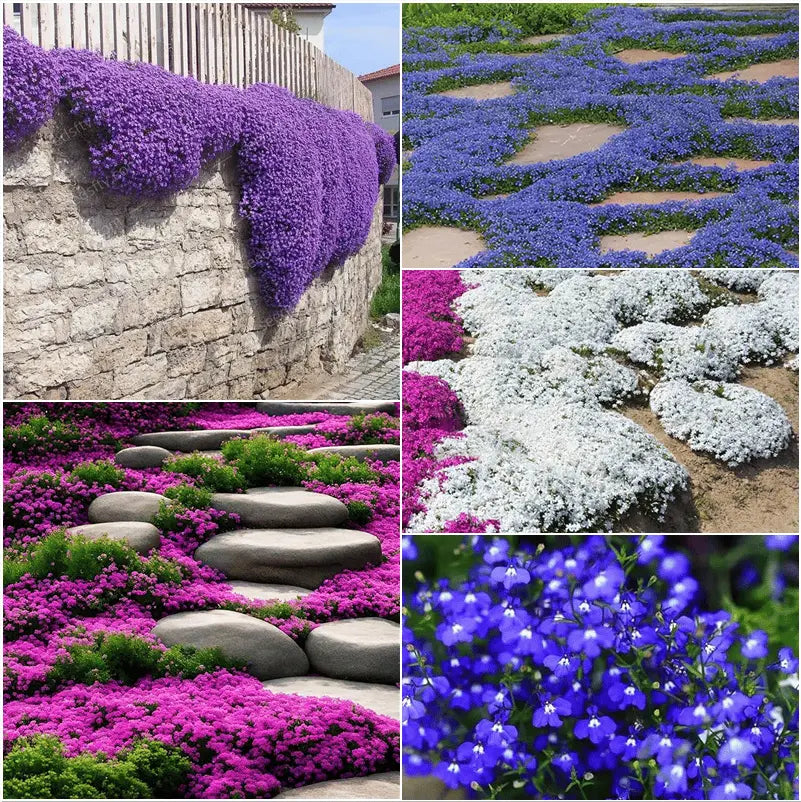 BloomMat - The fragrant ground cover for gardens and paths
