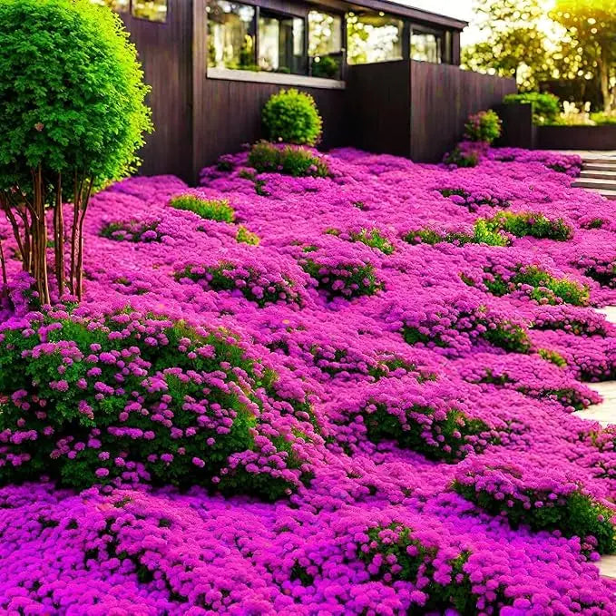 BloomMat - The fragrant ground cover for gardens and paths