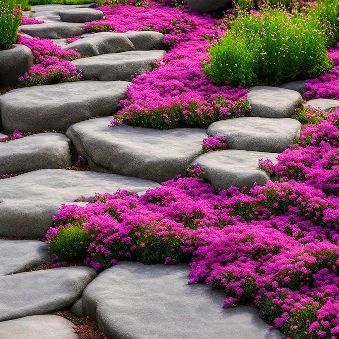 BloomMat - The fragrant ground cover for gardens and paths