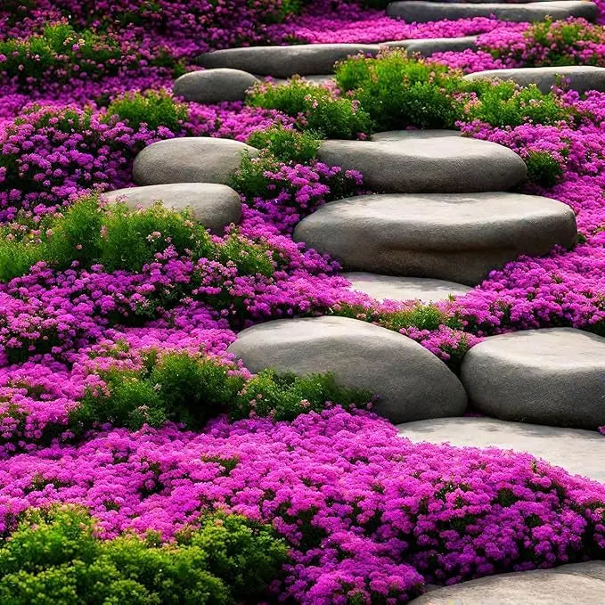 BloomMat - The fragrant ground cover for gardens and paths