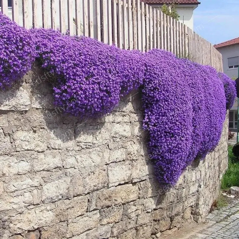 BloomMat - The fragrant ground cover for gardens and paths