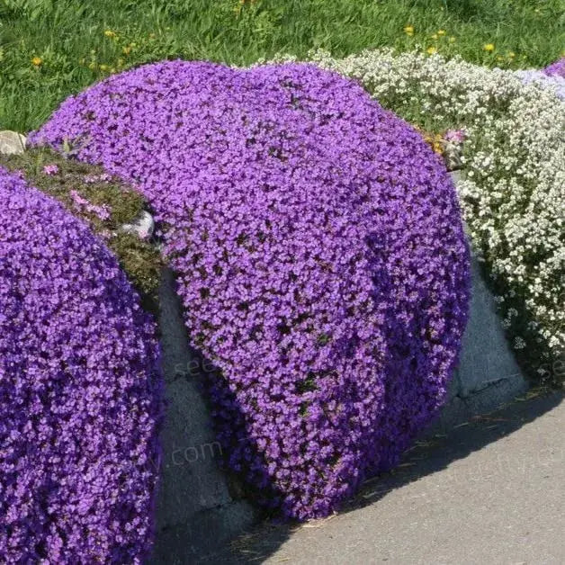 BloomMat - The fragrant ground cover for gardens and paths