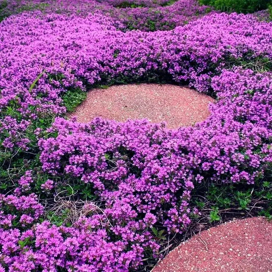 BloomMat - The fragrant ground cover for gardens and paths