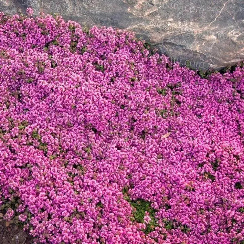 BloomMat - The fragrant ground cover for gardens and paths