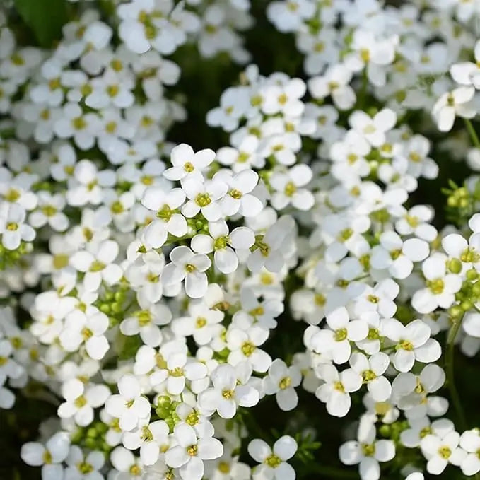 BloomMat - The fragrant ground cover for gardens and paths