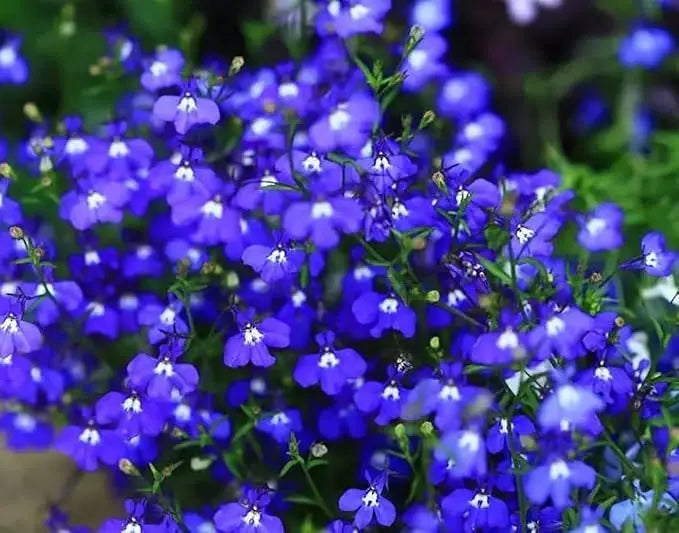 BloomMat - The fragrant ground cover for gardens and paths
