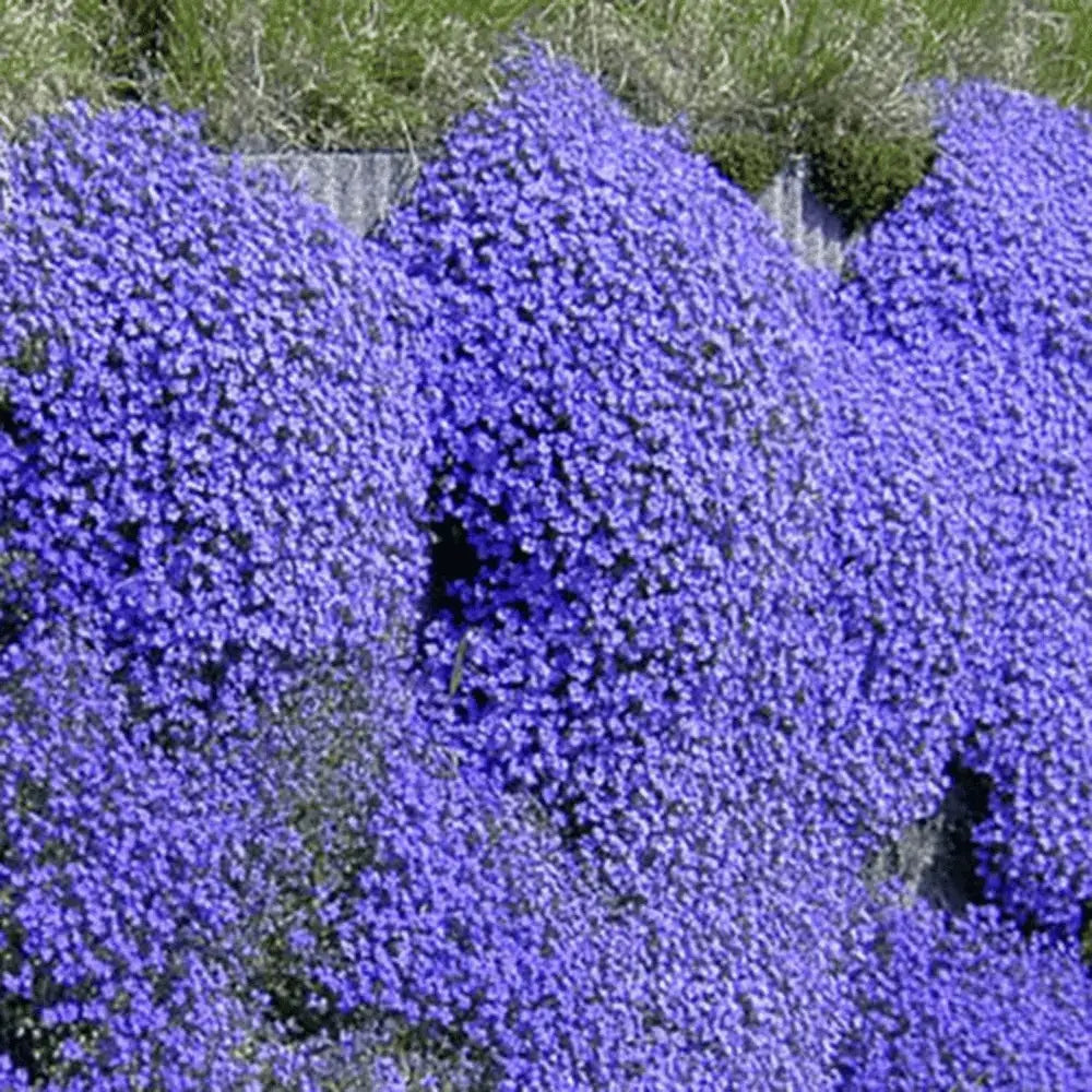 BloomMat - The fragrant ground cover for gardens and paths
