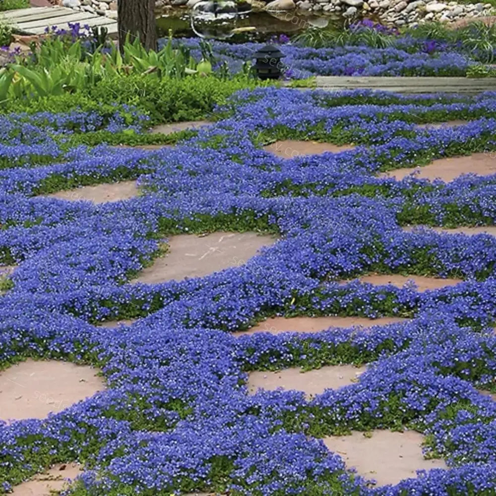 BloomMat - The fragrant ground cover for gardens and paths