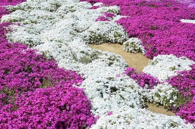 BloomMat - The fragrant ground cover for gardens and paths