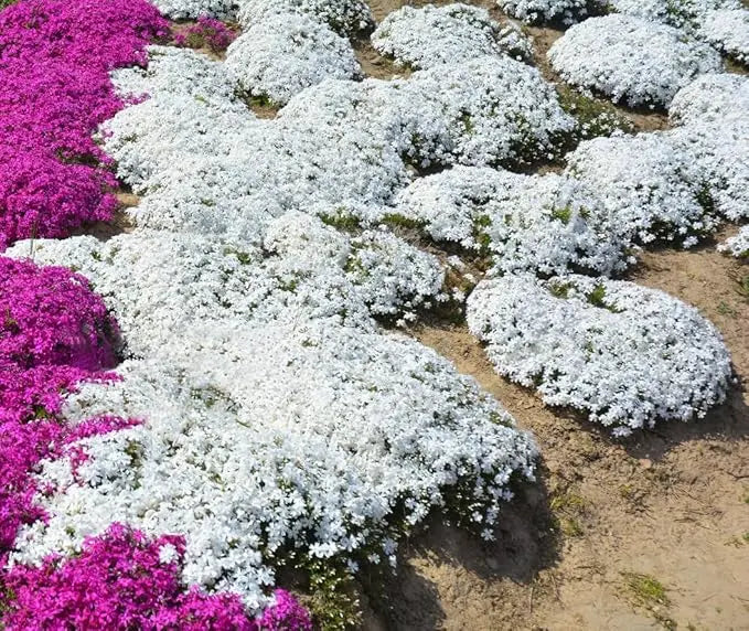 BloomMat - The fragrant ground cover for gardens and paths