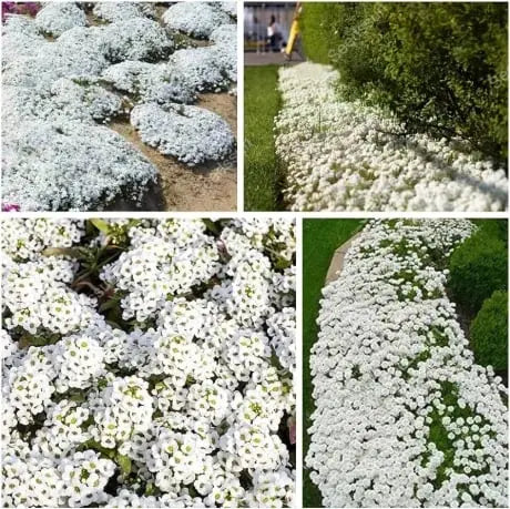 BloomMat - The fragrant ground cover for gardens and paths