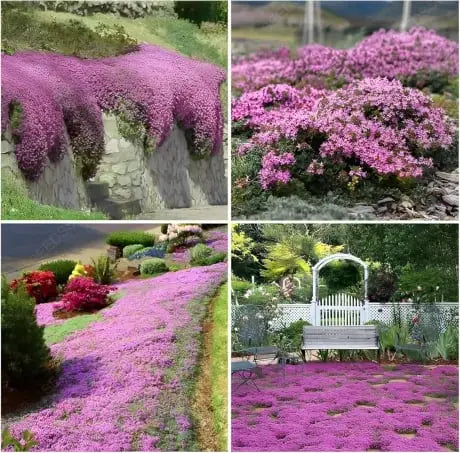 BloomMat - The fragrant ground cover for gardens and paths