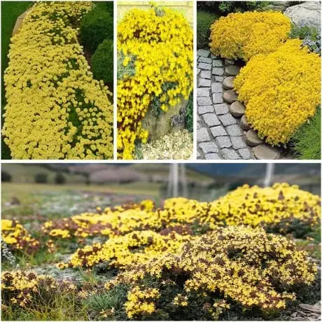 BloomMat - The fragrant ground cover for gardens and paths