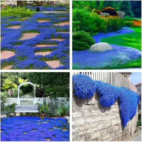 BloomMat - The fragrant ground cover for gardens and paths