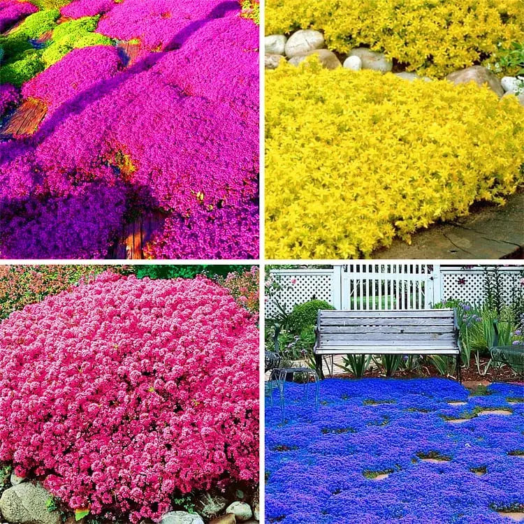 BloomMat - The fragrant ground cover for gardens and paths