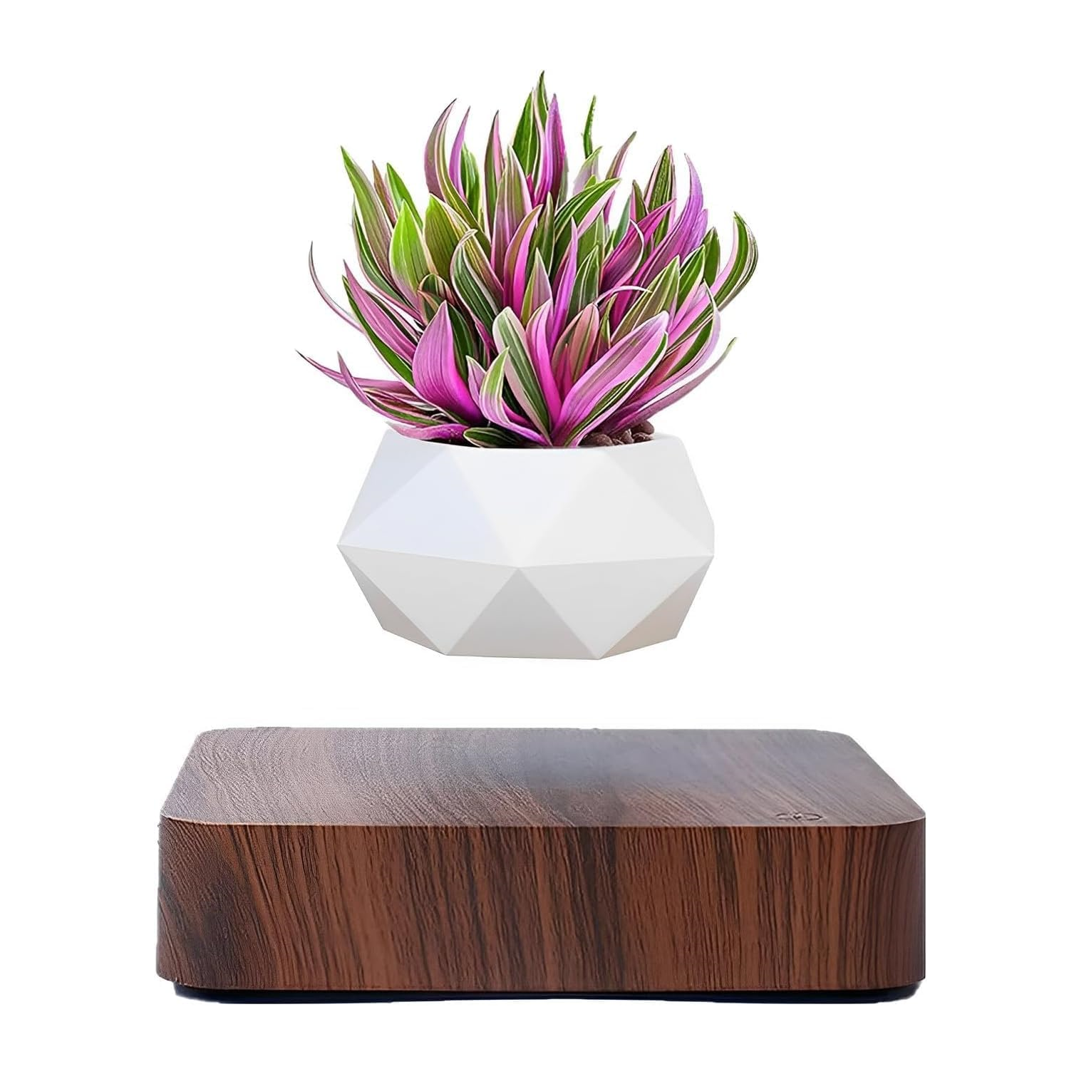 Plantlev - The floating plant that catches everyone's attention!