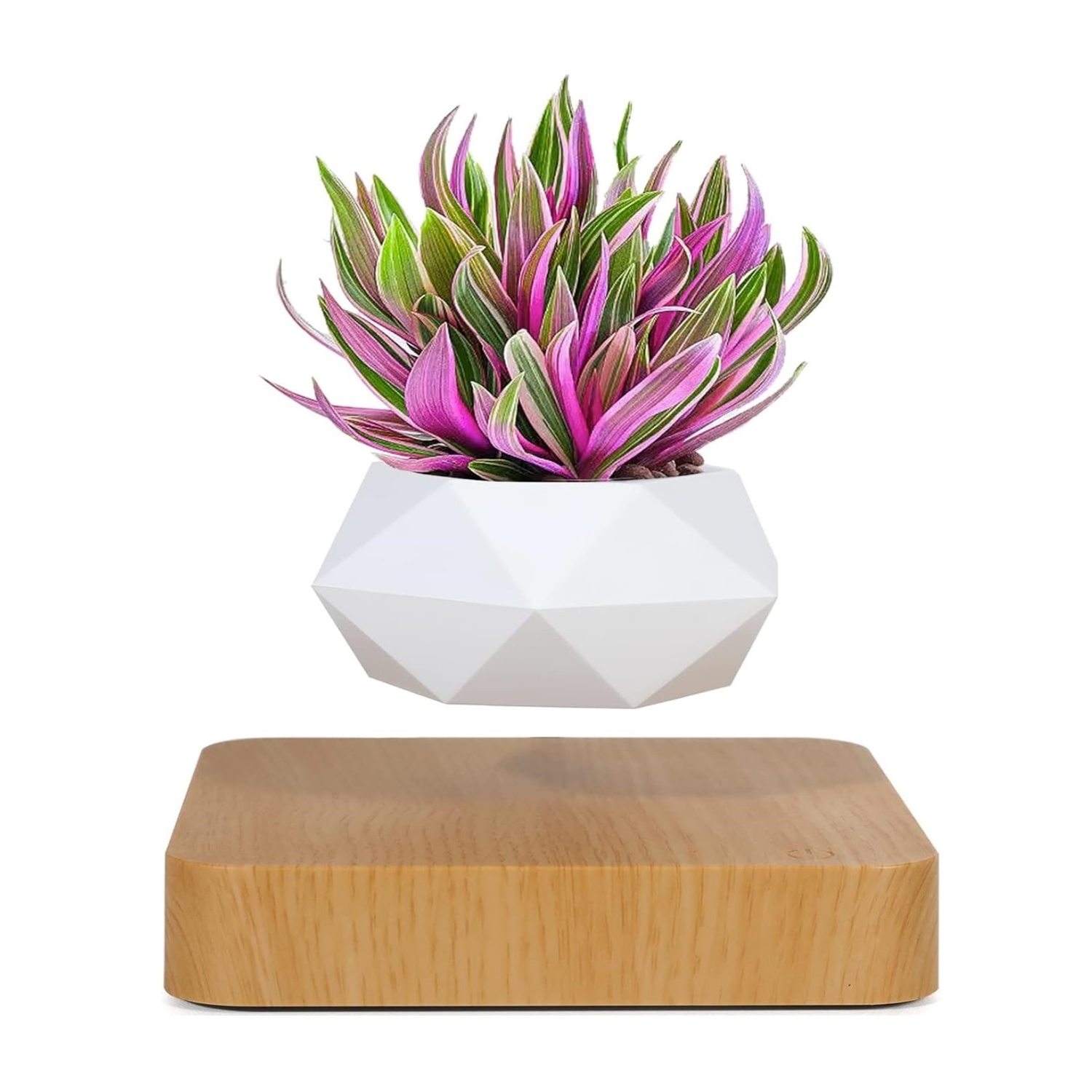 Plantlev - The floating plant that catches everyone's attention!