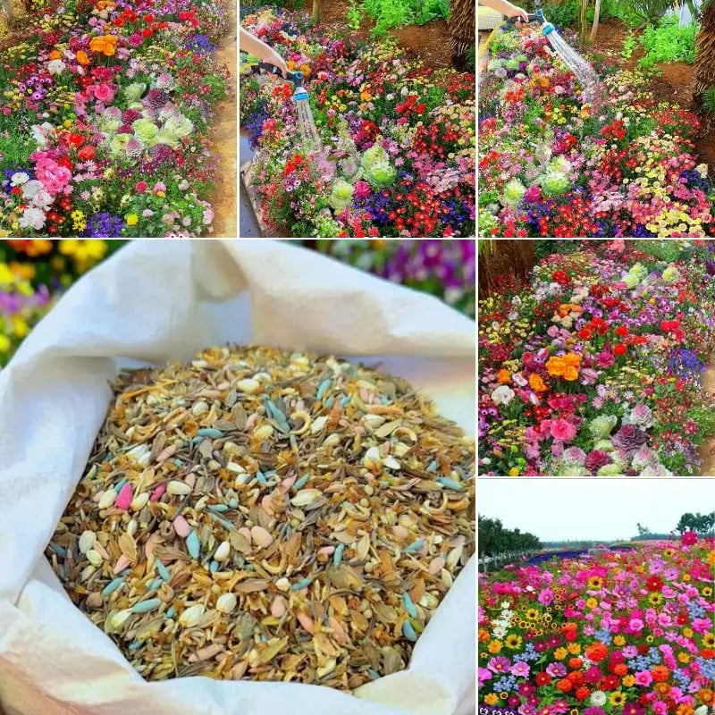 BloomMix™ - Colorful flower variety all year round