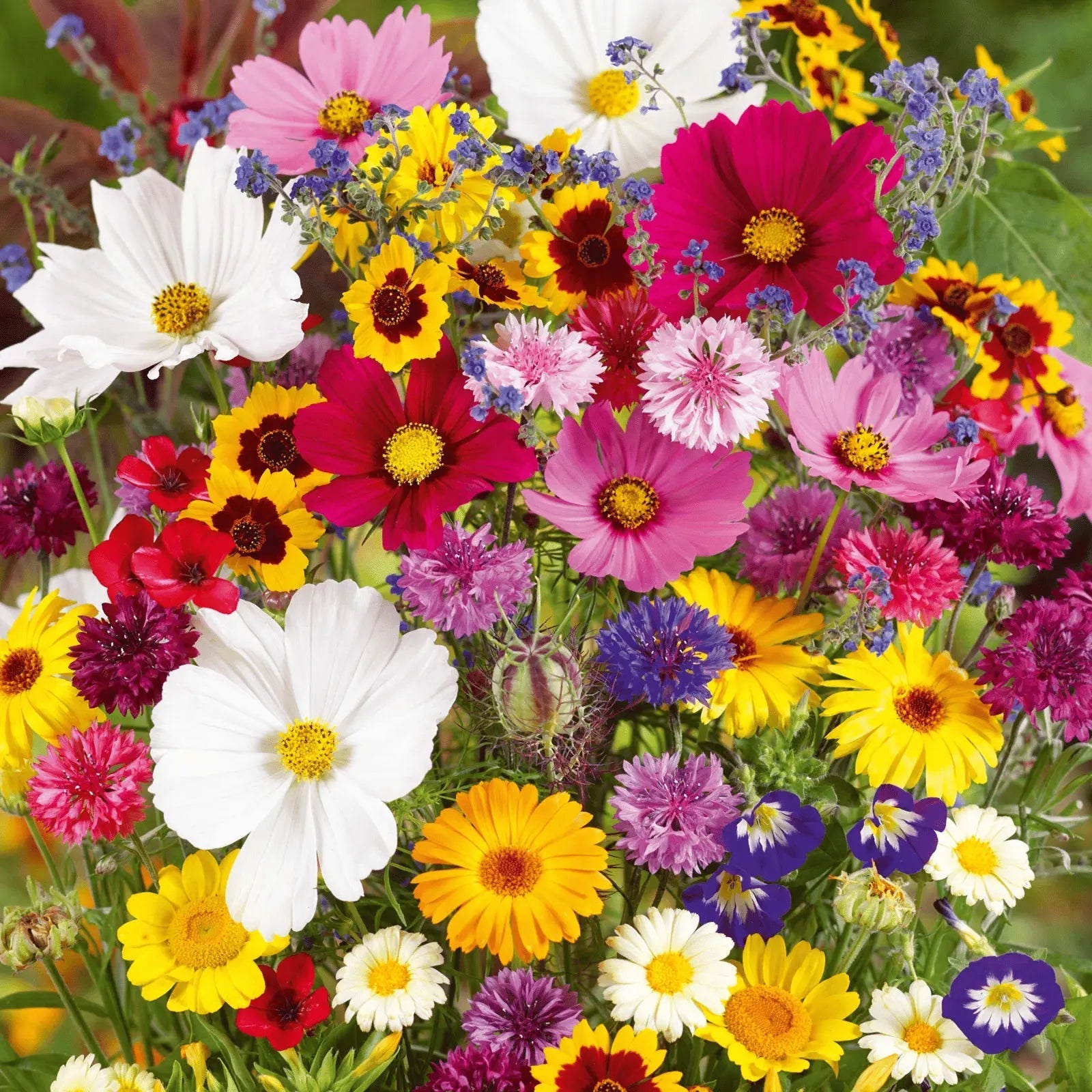 BloomMix™ - Colorful flower variety all year round