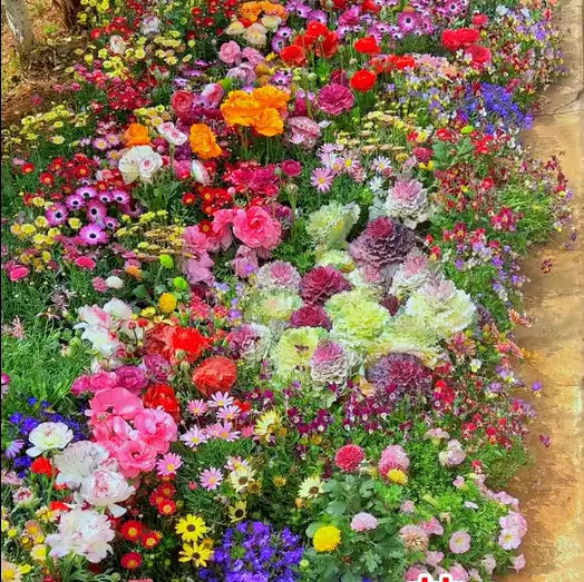BloomMix™ - Colorful flower variety all year round