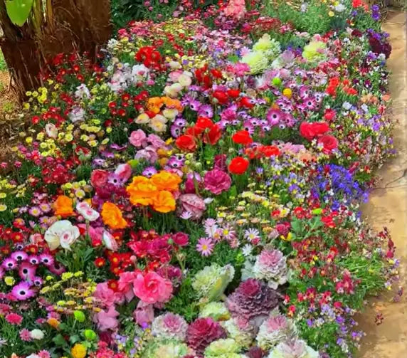 BloomMix™ - Colorful flower variety all year round