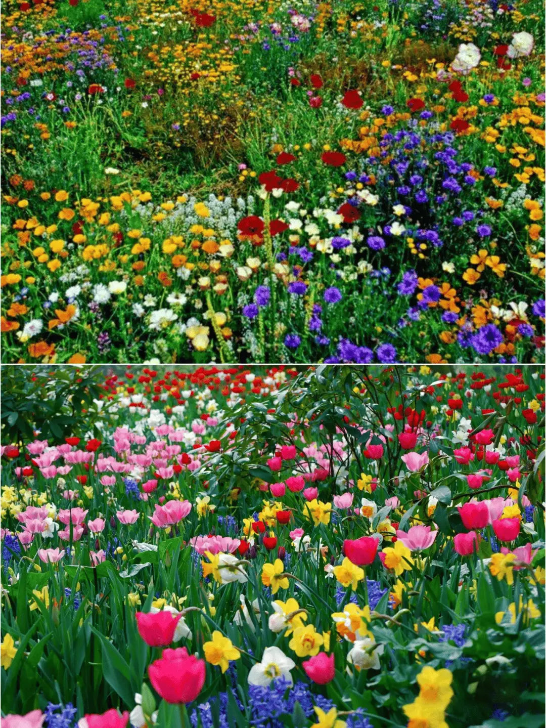 BloomMix™ - Colorful flower variety all year round