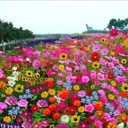 BloomMix™ - Colorful flower variety all year round