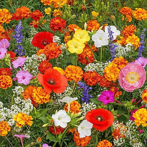 BloomMix™ - Colorful flower variety all year round