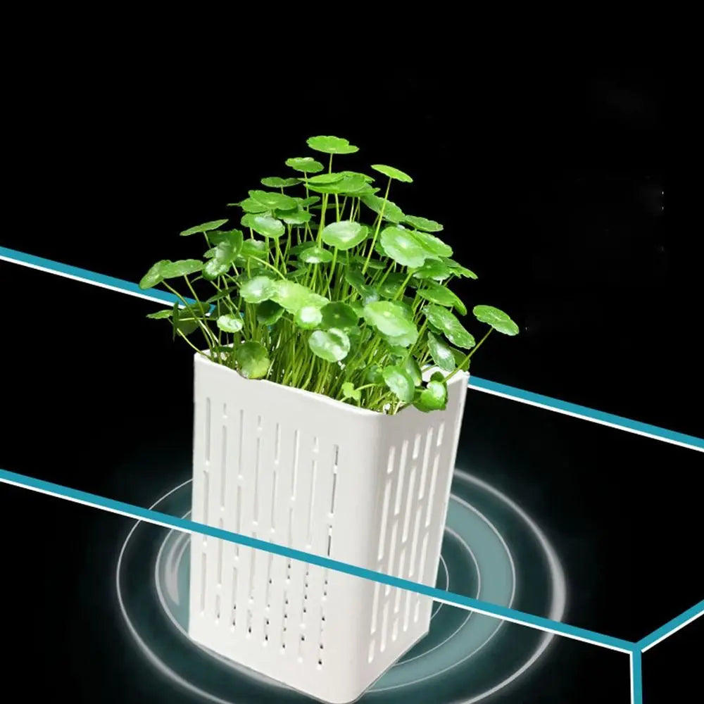 Buy one and get one free | TankBloom – Natural flair for your aquarium!