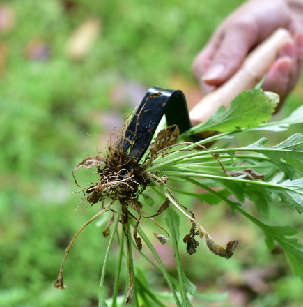 WeedTool - Compact weed puller