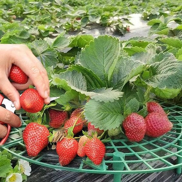 2+1 FREE | GrowBerry - Strawberry Growing Tray