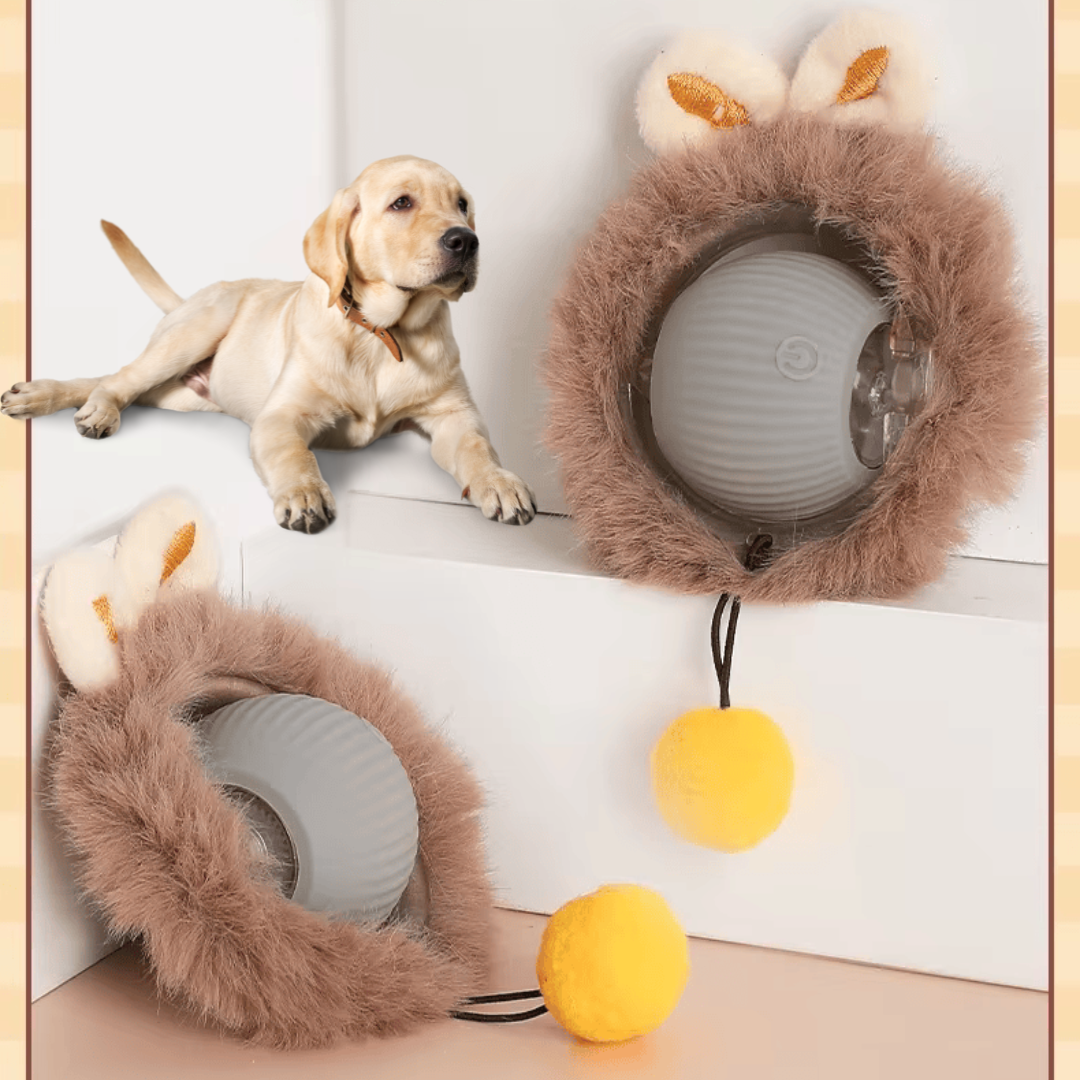 PawRoller - For happy, balanced dogs!