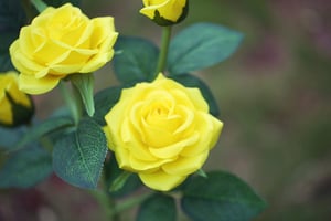 RoseGlow - Romantic garden lighting without electricity