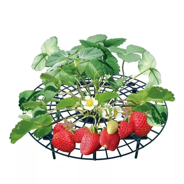 2+1 FREE | GrowBerry - Strawberry Growing Tray