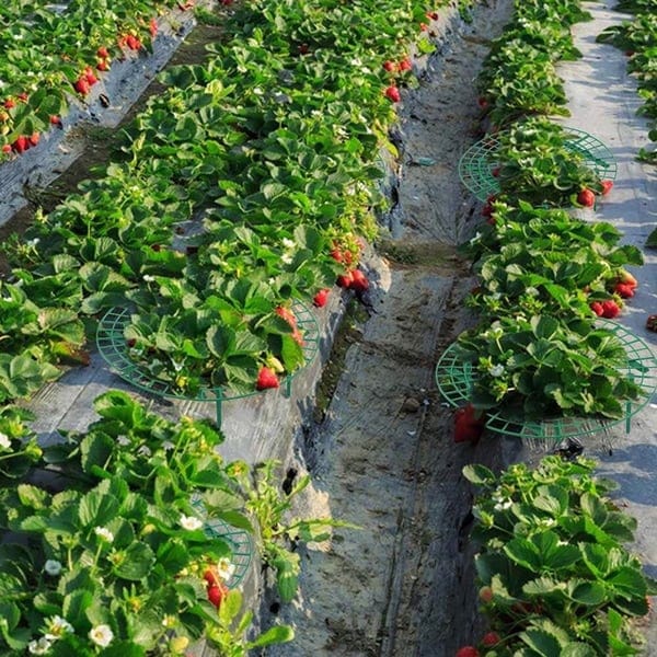2+1 FREE | GrowBerry - Strawberry Growing Tray