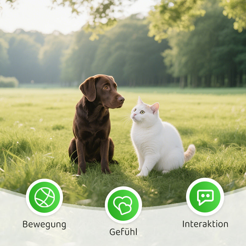 2+1 FREE | PawChase - chase, play, whine - fun for your cat!